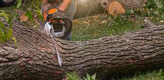 Reliable Folsom, CA  Tree Services Solutions