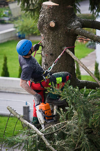 Best Residential Tree Removal  in Folsom, CA