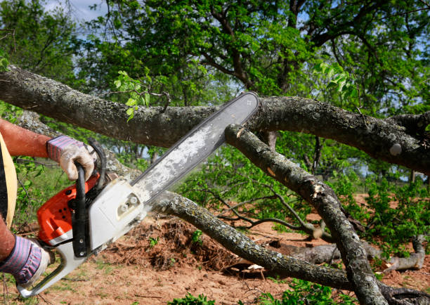 How Our Tree Care Process Works  in  Folsom, CA